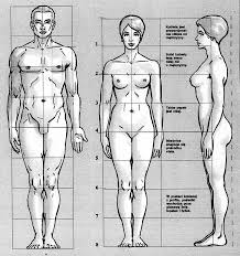 modelowanie figurki na stelażu proporcje ciała kobiety i mężczyzny